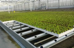 NFT水培项目在哪些地区的发展前景最被看好？